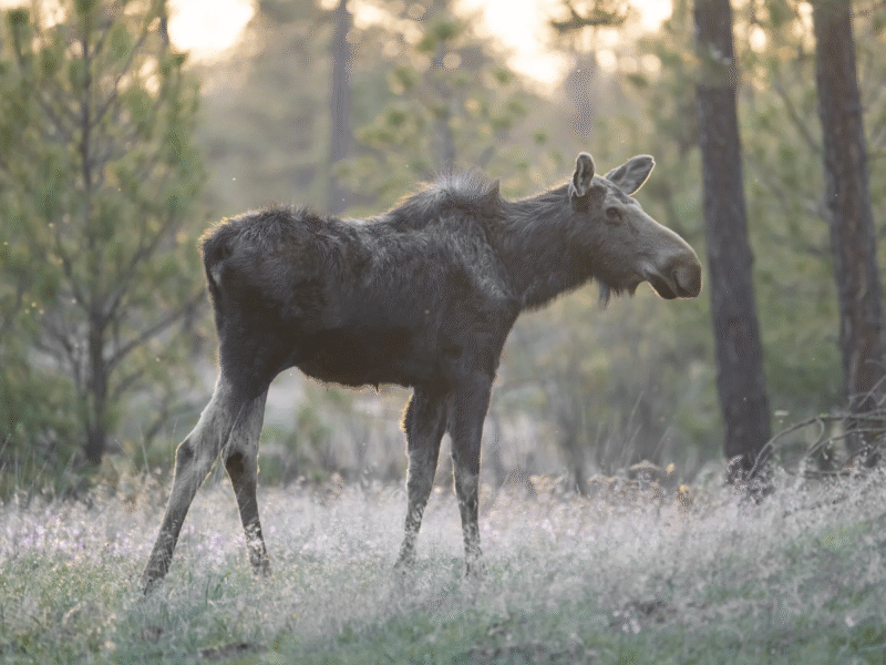 Turnbull Wildlife Refuge